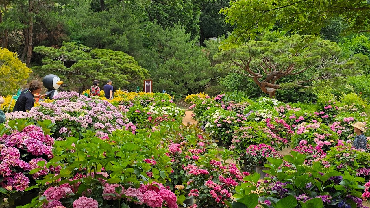 0615율봄농원 수국