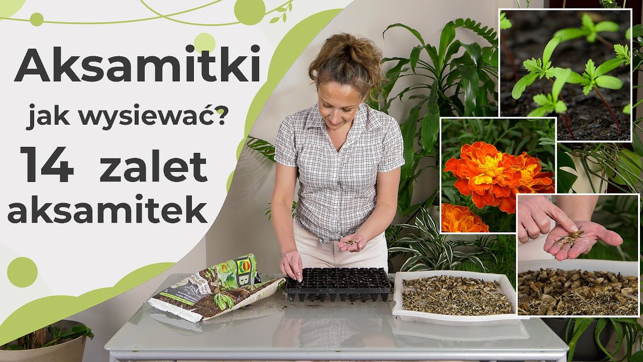 Aksamitki. Jak i kiedy wysiewać aksamitki. 14 zalet uprawy aksamitek w ogrodzie. Wabik na nicienie.