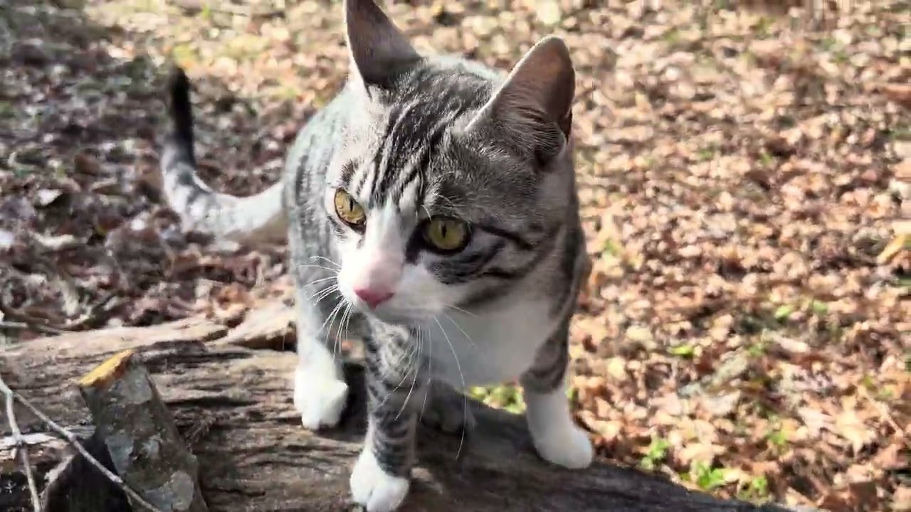 【Japan ASMR]】🇯🇵 Climbing to the Blue Sky! Maru & Maro’s Morning Routine ☀️🐾