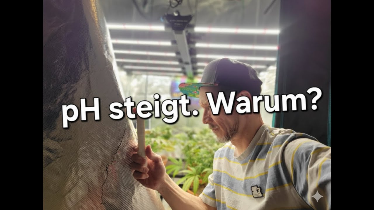 pH-Probleme trotz korrekter Werte - mein größter Systemfehler im Grow