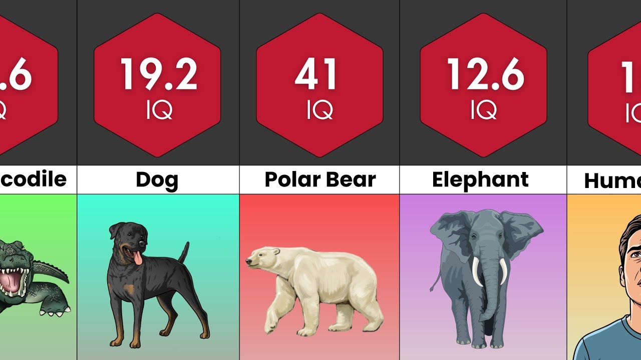 Comparison: Animals Intelligence | Animal IQ level