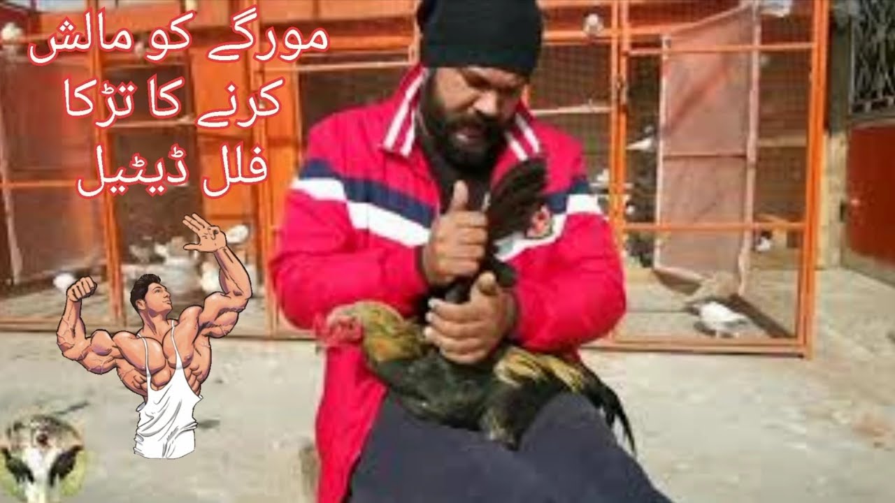 Morgay ko malish karny ka tarika | Aseel massage for extra fats | Billz and pets