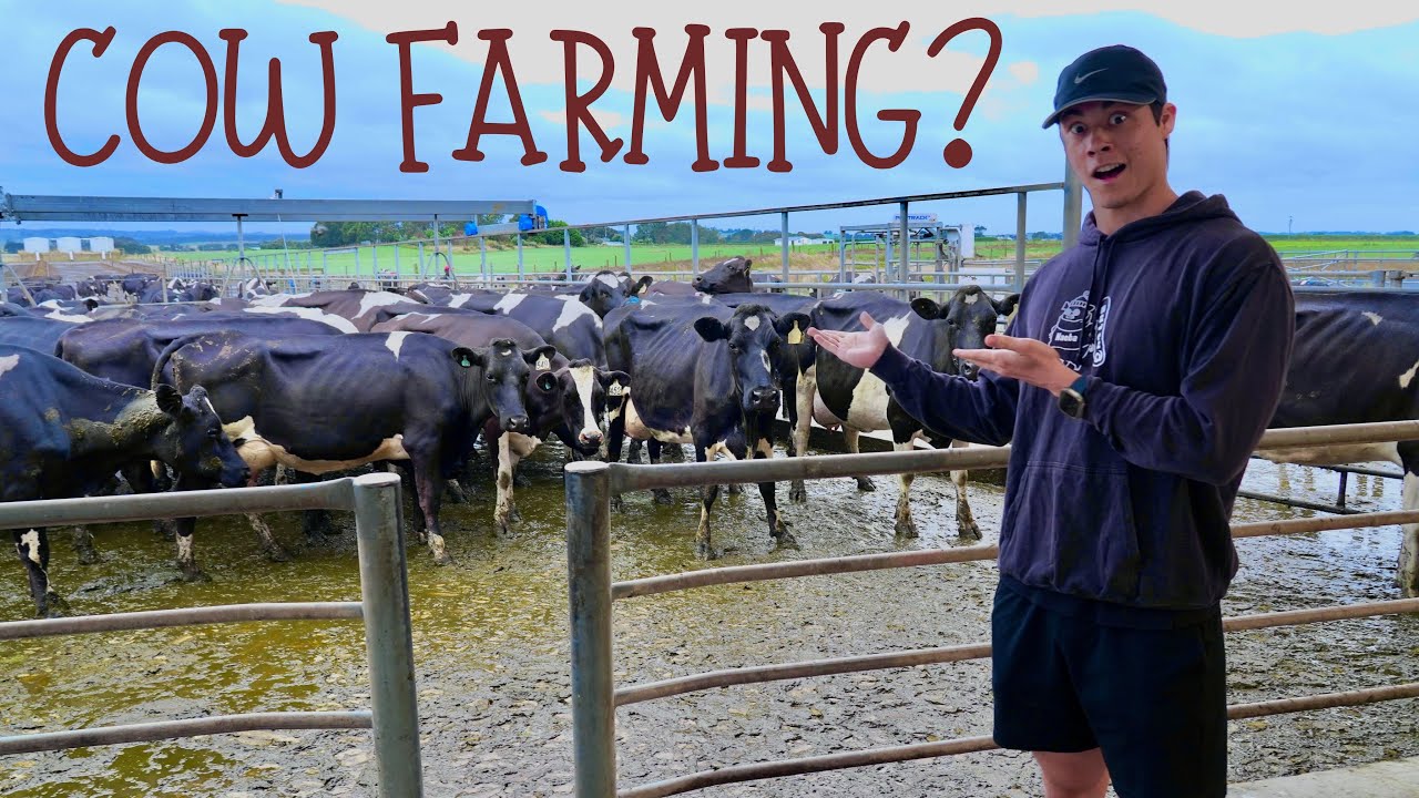 Day in the Life as a New Zealand Dairy Farmer