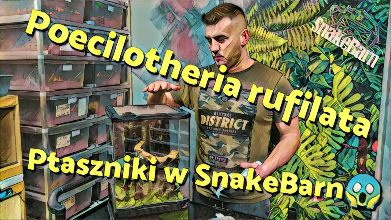Poecilotheria rufilata... masz refleks albo giniesz..?😱🤣 Ptaszniki w SnakeBarn #1