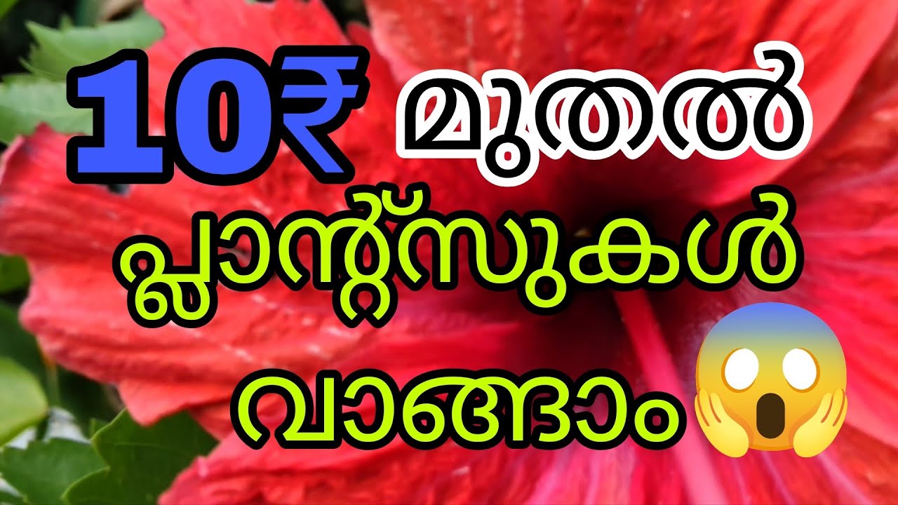 10 രൂപ മുതൽ വറൈറ്റി പ്ലാന്റ്സുകൾ വാങ്ങാം 😱Tasty world |malayalam sale video 