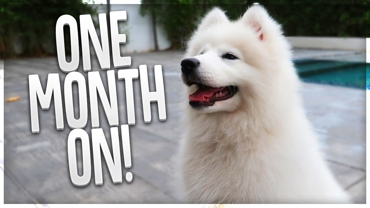 Mochi: One Month On