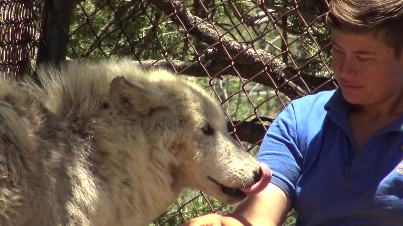 Mission Wolf