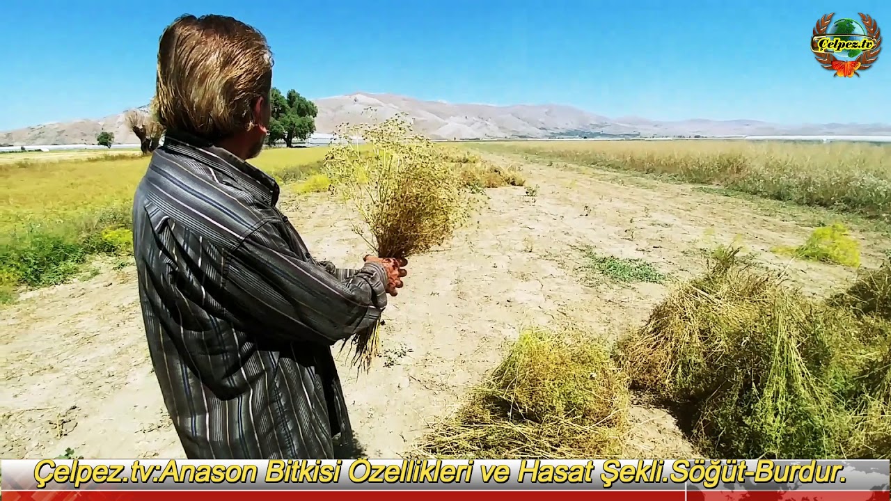 Çelpez.tv:Anason Bitkisi Özellikleri ve Hasat Şekli.Söğüt-Burdur.