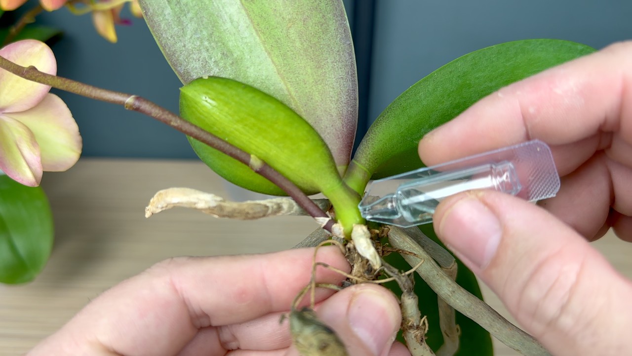 переключаю ОРХИДЕЮ с цветения к наращиванию НОВЫХ корней с нуля Легато / орхидеи без грунта 2 часть