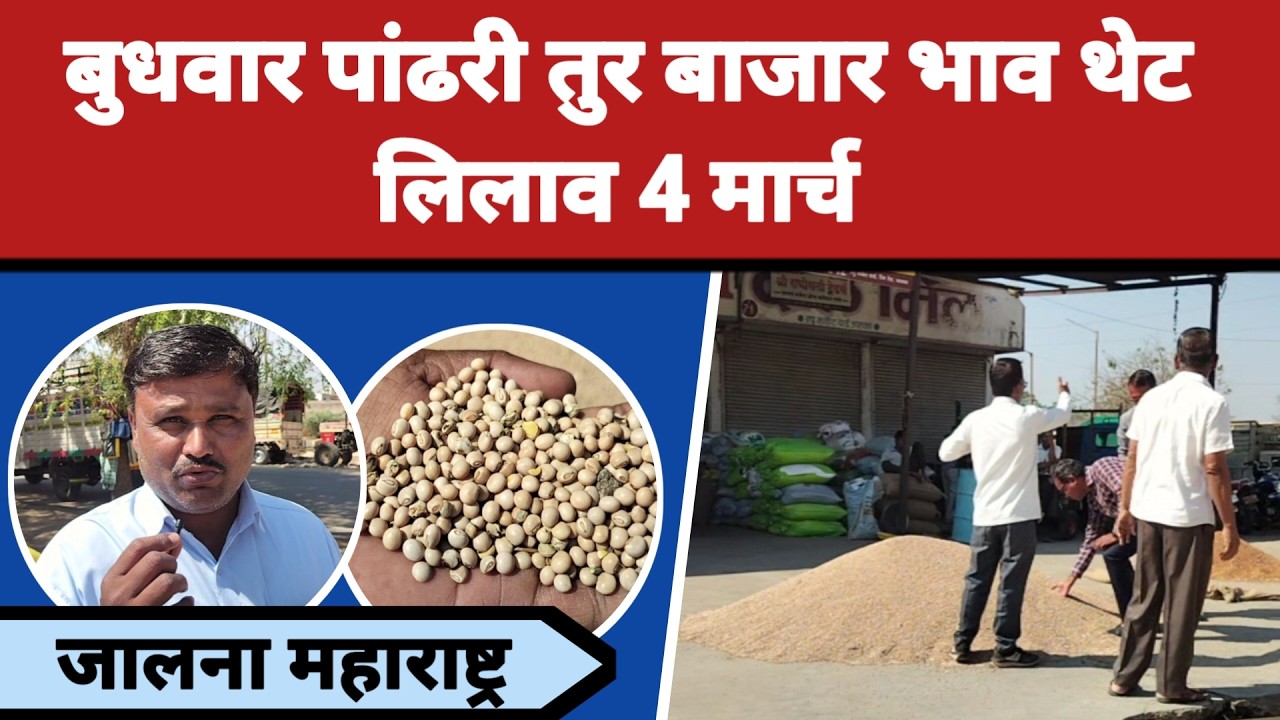 बुधवार पांढरी तुर बाजार भाव थेट लिलाव 4 मार्च जालना महाराष्ट्र || तुरीला काय मिळतो भाव