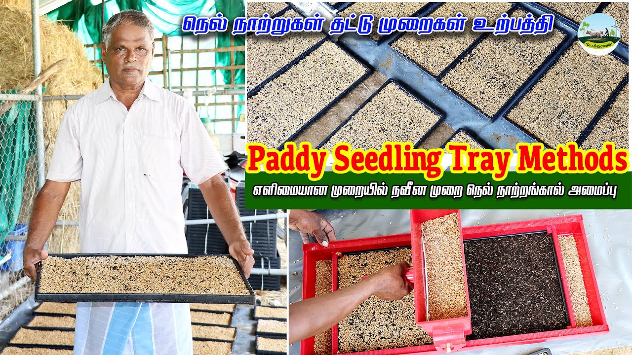 🌾Paddy Seedling Tray Methods🌾நெல் நாற்றுகள் தட்டு முறைகள் உற்பத்தி 🌾நவீன முறை நெல் நாற்றங்கால்