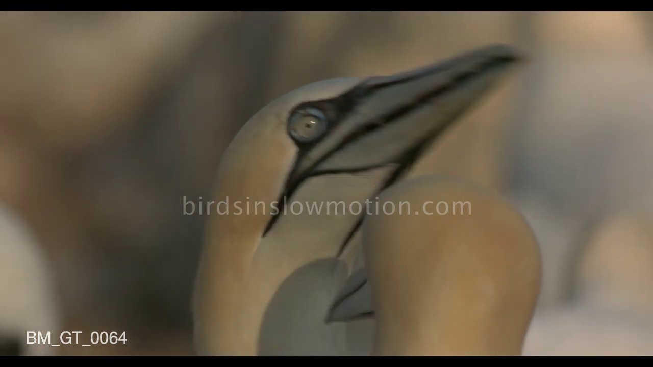 Close up gannets 'fencing' - birdsinslowmotion.com