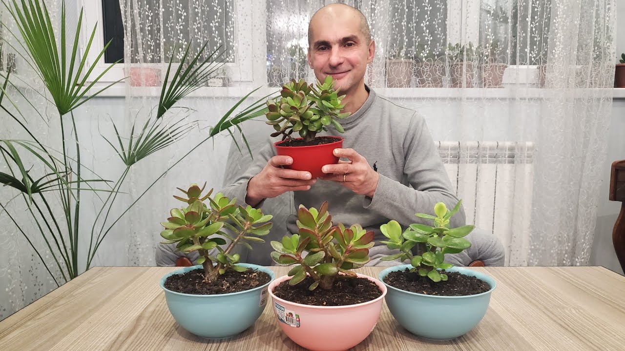 В какое время года обрезать КРАССУЛУ |Толстянка | Денежное дерево