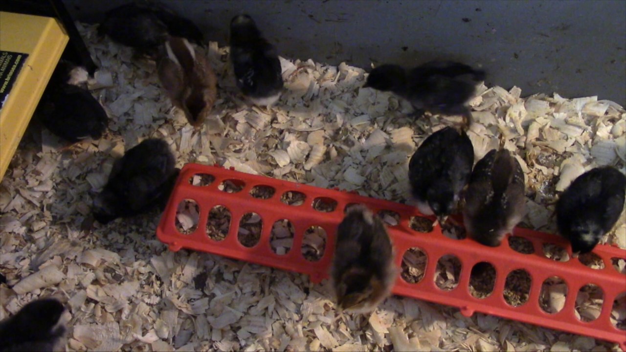 Raising Your Organic Flock