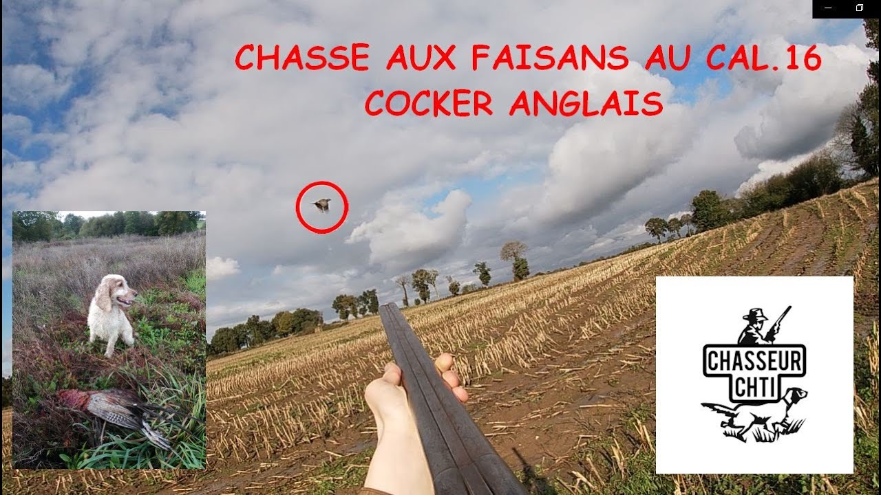 CHASSE AUX FAISANS AVEC COCKER ANGLAIS ! Cal.16