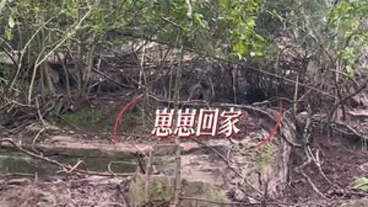 鹅尔豁，这个丫头就把崽崽带回家来了&hellip;&hellip;炮蛋老乖了 #跑山猪原生态 #跑山猪 #自繁自养 #我的农场生活 #乡村创业故事