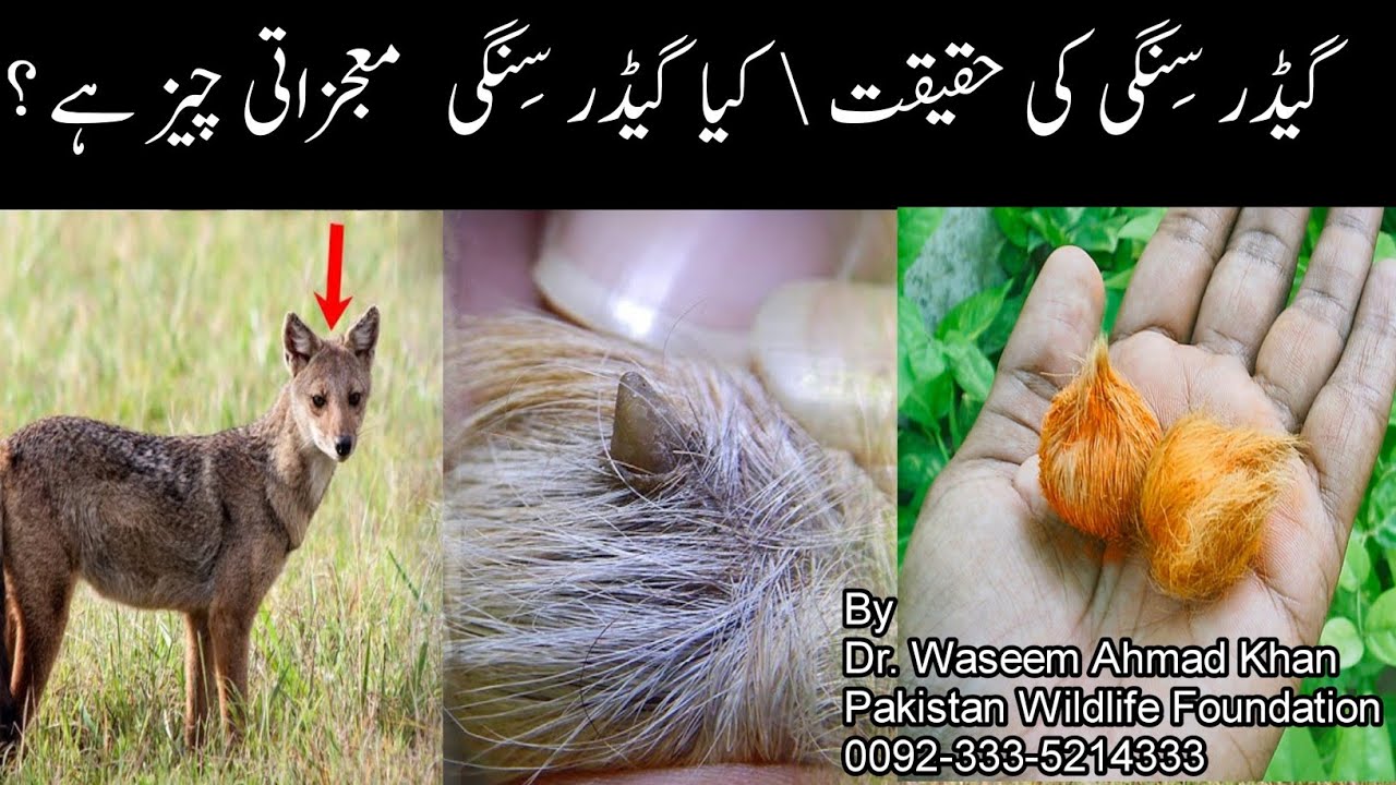 Reality of Gidar Singhi | Gidar Singhi Ki Haqeeqat Kya Hai | What is Geedar Singhi | Jackal Horn