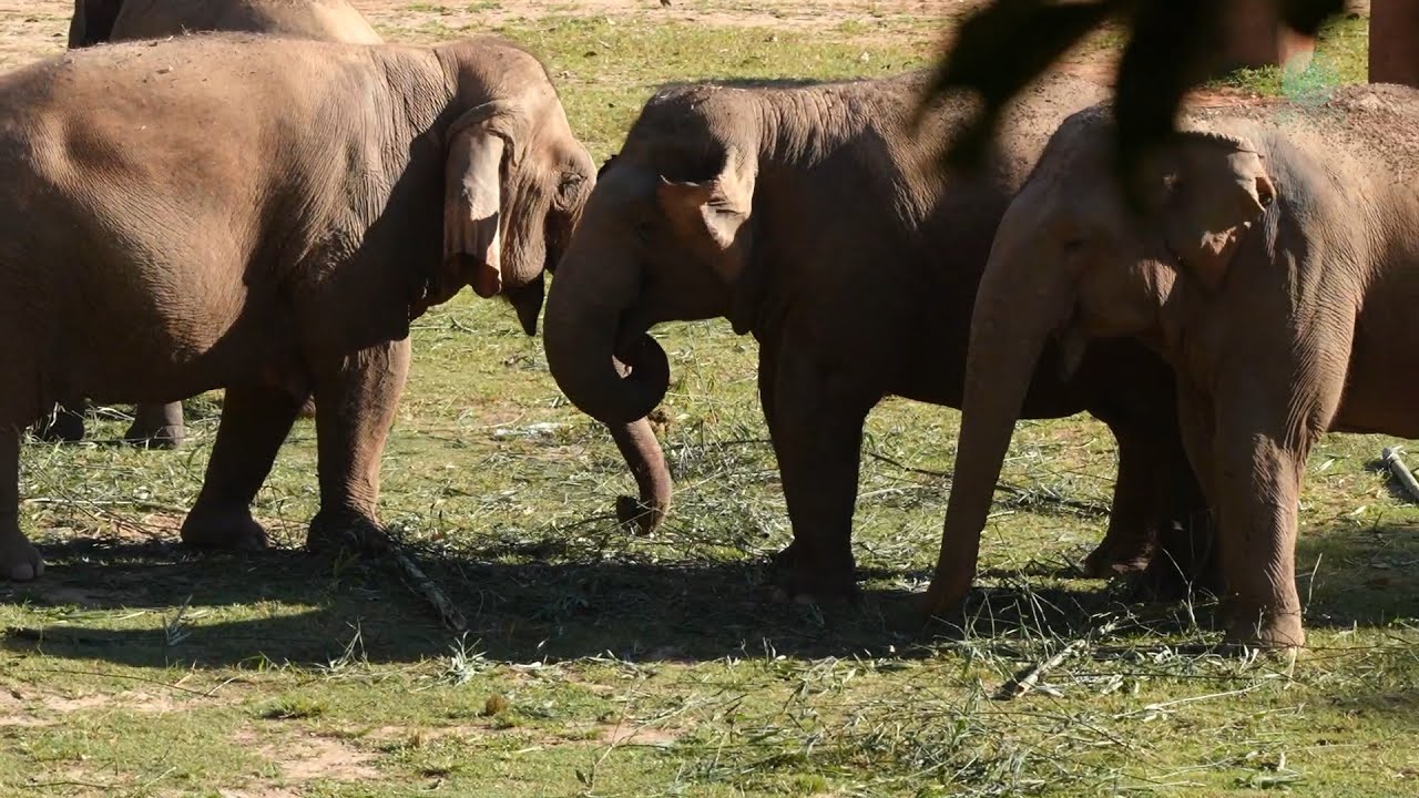 Elephant’s Excitement As The Bamboo Truck Arrives - ElephantNews