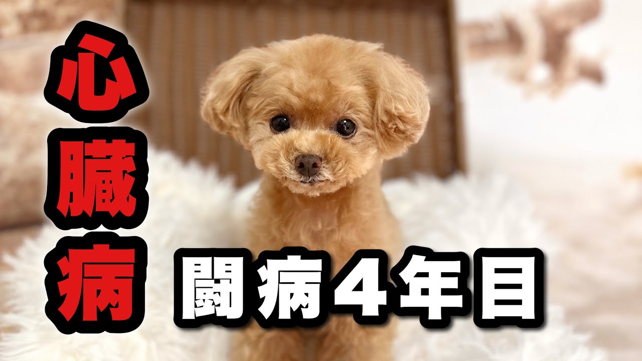 【ご報告】2歳で心臓病と診断された愛犬。4年治療してきた結果…まさかの結末【トイプードルのコロン】