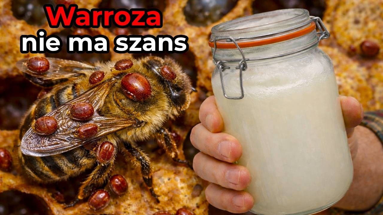 Jak zrobiłem domowy i naprawdę skuteczny środek przeciwko warrozie