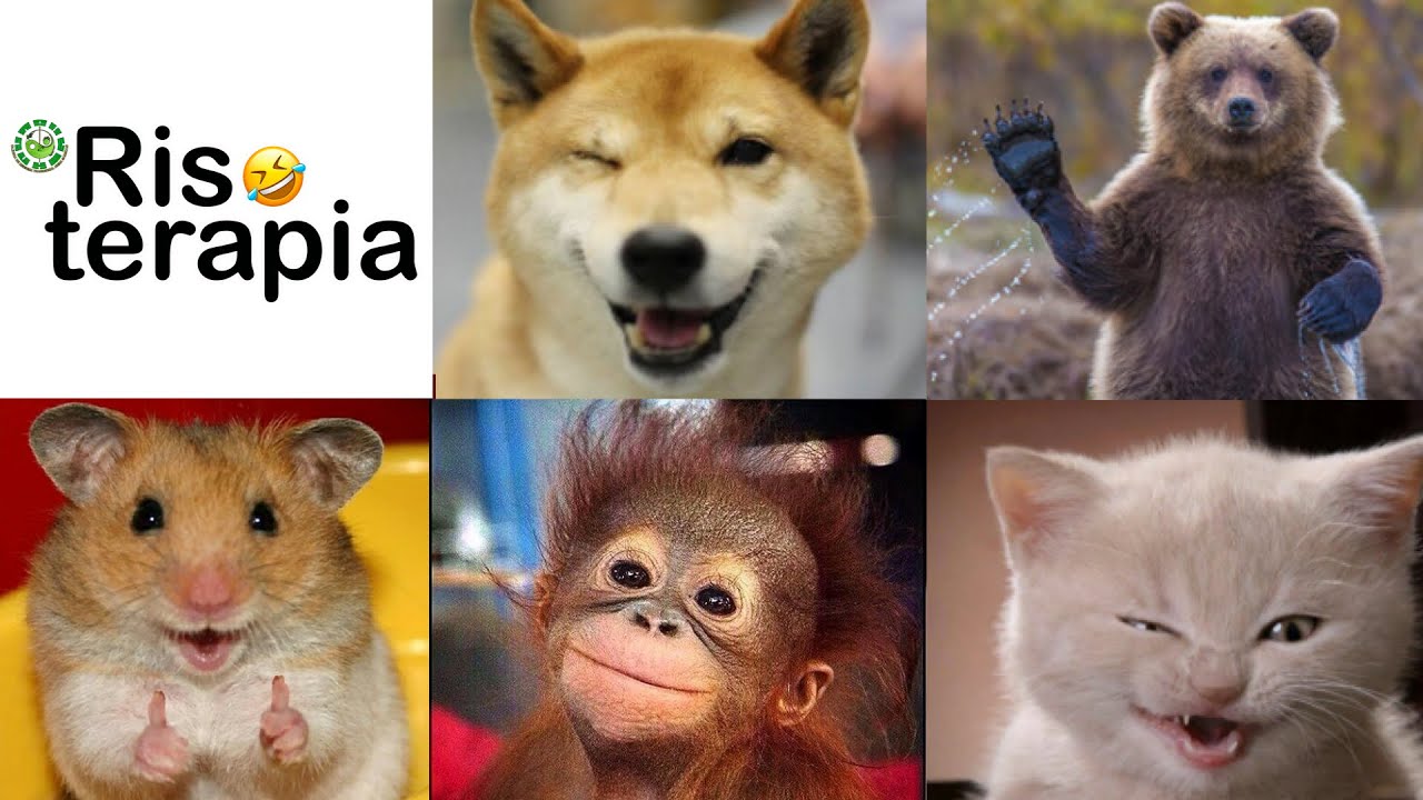RISOTERAPIA para sanarse a carcajadas - VIDEOS GRACIOSOS DE ANIMALES  2020