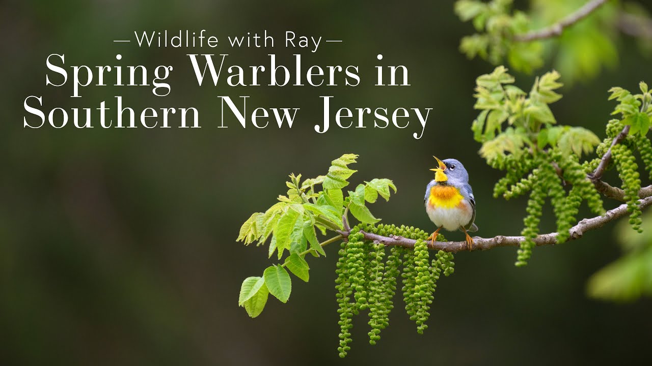 Wildlife with Ray - Spring Warblers in Southern NJ