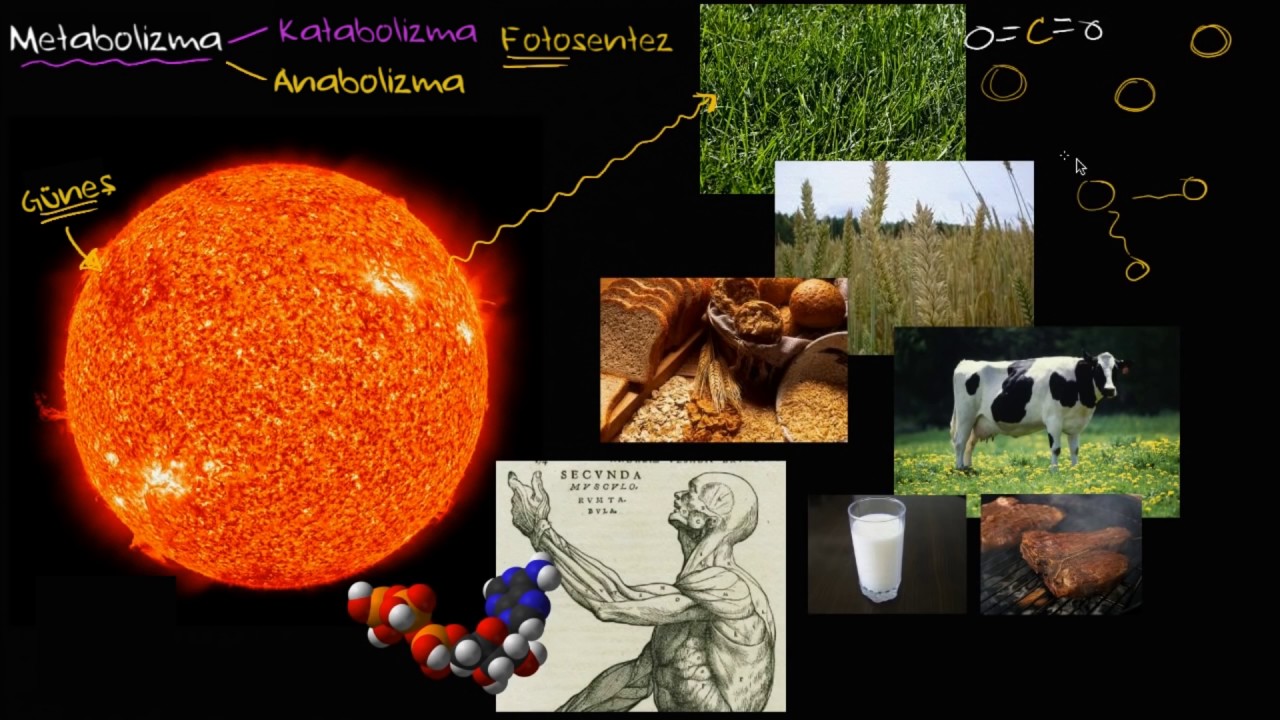 Metabolizmaya Giriş: Anabolizma ve Katabolizma (Biyoloji / Enerji ve Enzimler)