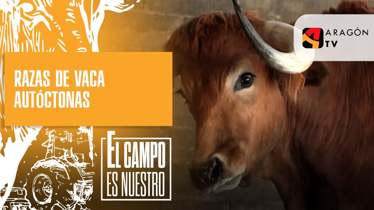 Razas de vaca autóctonas de España y Portugal | Luis Cabrero y Juan Antonio Pradel