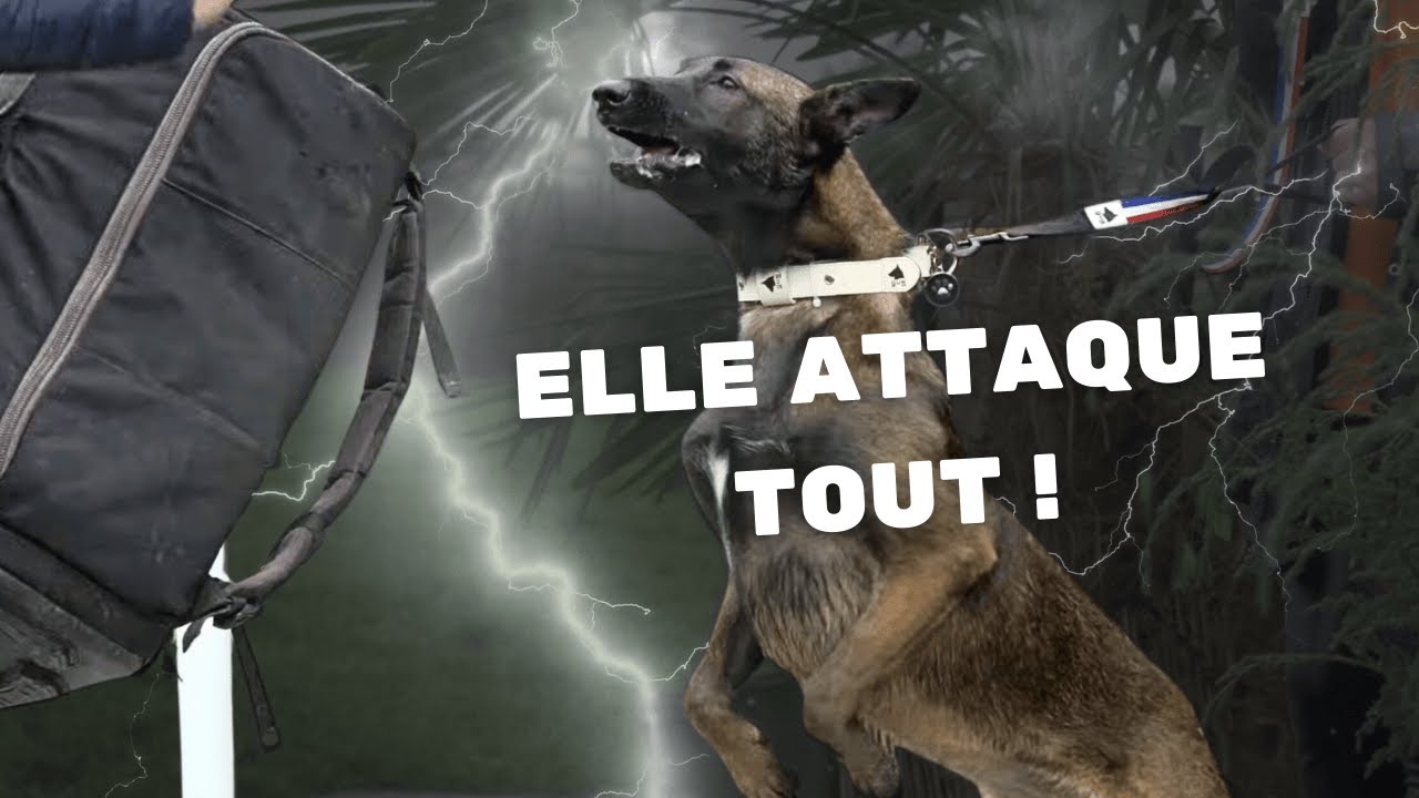 Chiot Malinoise agressive attaque tout ce qui approche : il y a urgence !