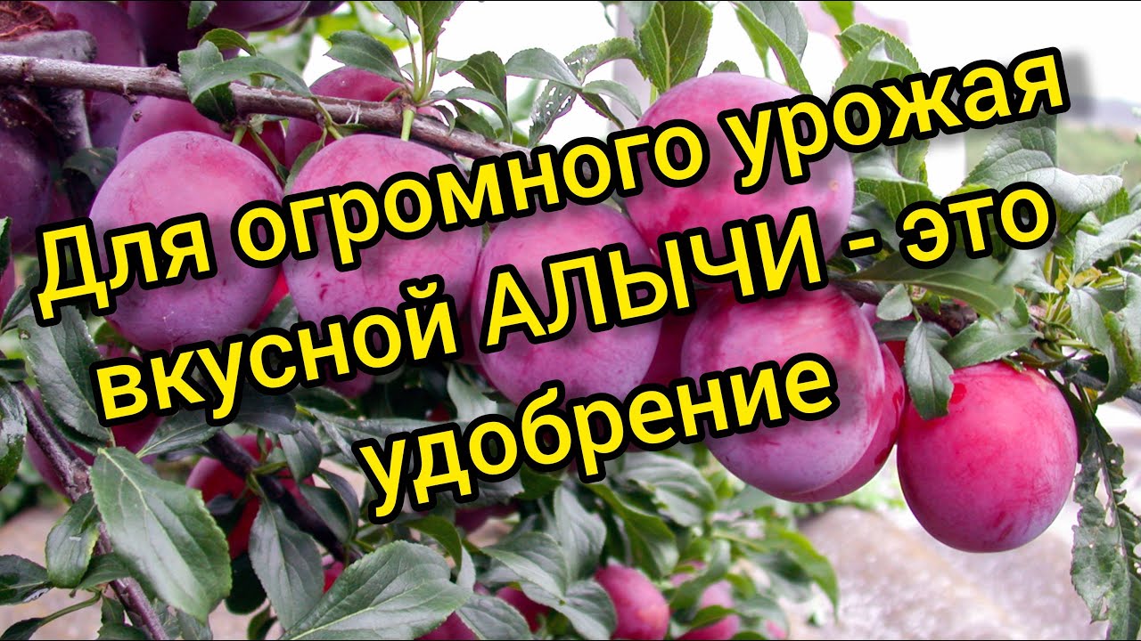 Весенняя подкормка алычи. Весенний уход за 5 минут. Лучшее удобрение для алычи.