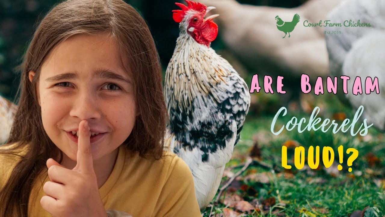 Is a bantam Cockerel/Rooster noisy? - How loud is a Bantam crow? Raising chickens for beginners