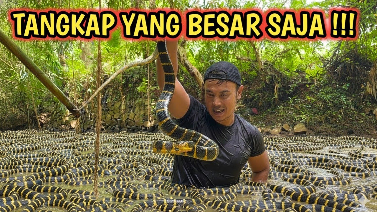 SATU POHON SATU ULAR !!! KANTONG SAMPAI PENUH !! 