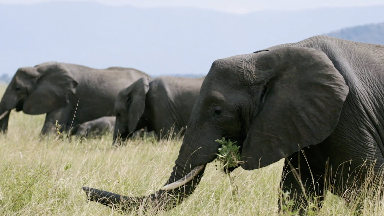 A sanctuary for elephants under threat