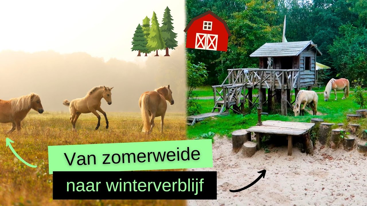 De paarden VERHUIZEN naar het WINTERVERBLIJF | BROVENNA | VLOG #158