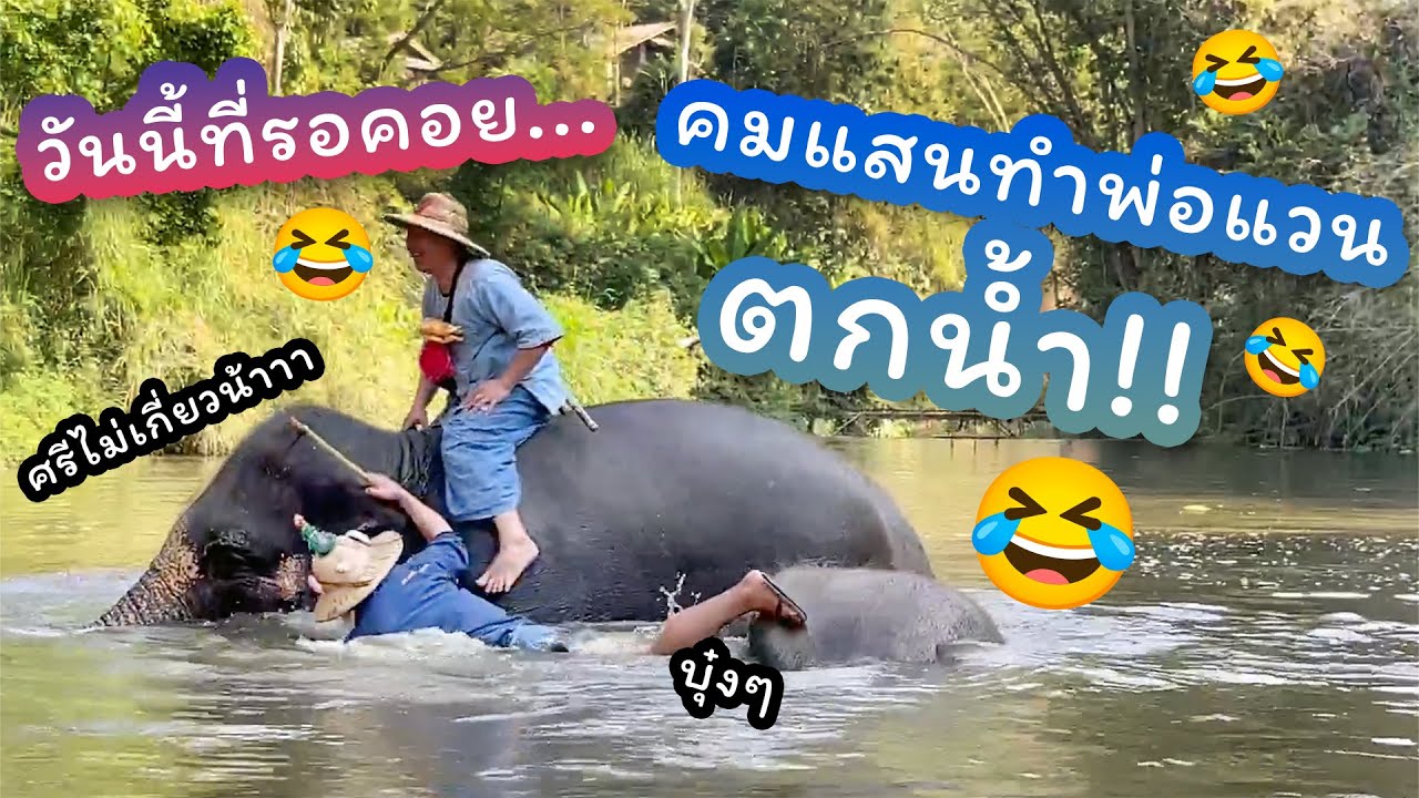 ตามติดชีวิตช้าง Daily Live 6 ม.ค. 2568 แอดปป แอดก๋อ พาไปดูควาญแวนตกน้ำ