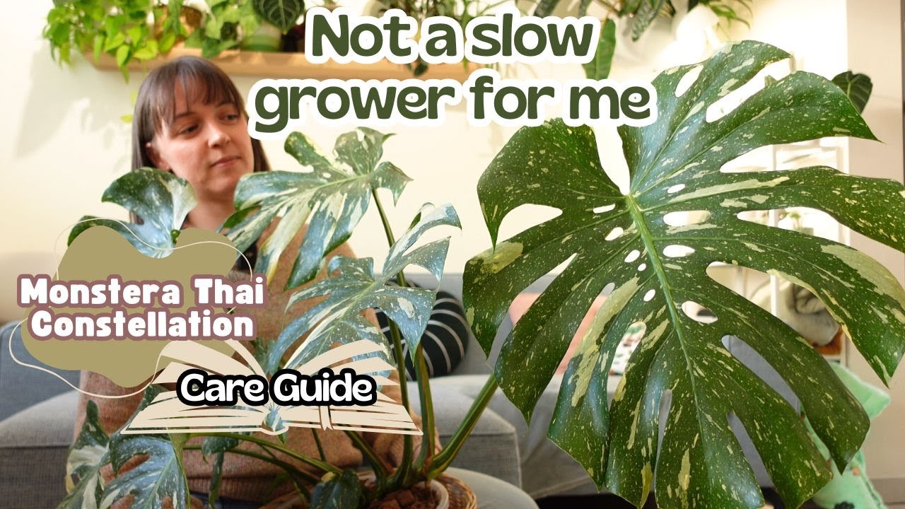 Monstera Thai Constellation Care Tips & Tricks + Repot 🌿