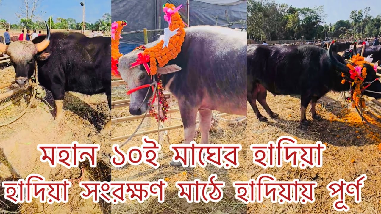 আহমদ উল্লাহ মাইজভান্ডারির ১০ই মাঘের হাদিয়ার এক অংশ | Maizbandar darbar sharif | Gawsia Tv