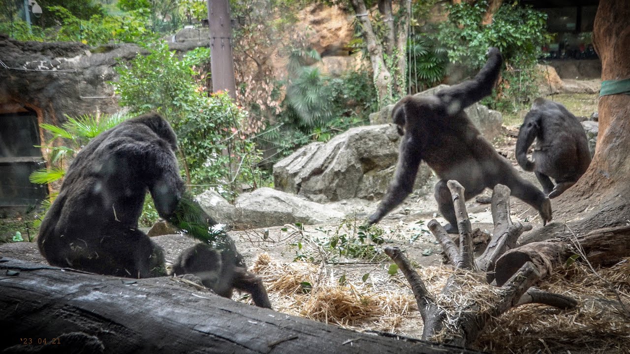 Momoka in a bad mood. Mock-mating behavior of young gorillas