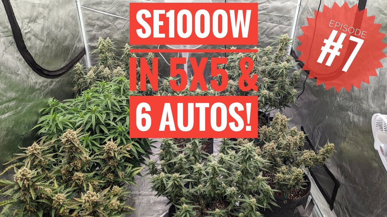 SE1000W & FastBuds- Forbidden Runtz, Tropicana Cookies and Mimosa Cake. Episode 7