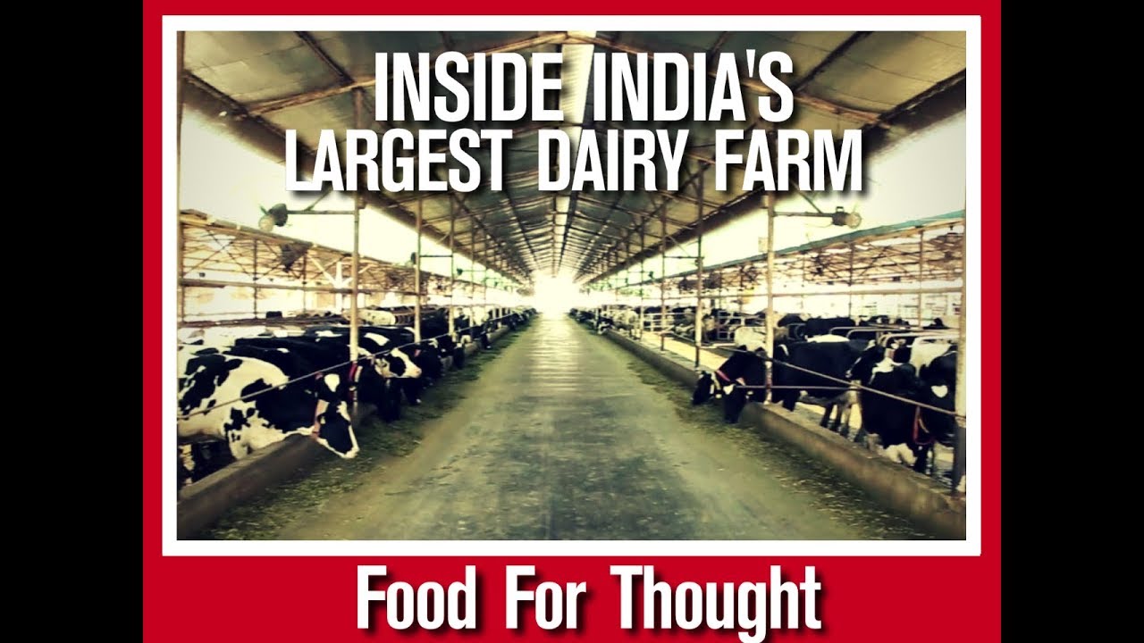 Food For Thought: Inside India's Largest Dairy Farm