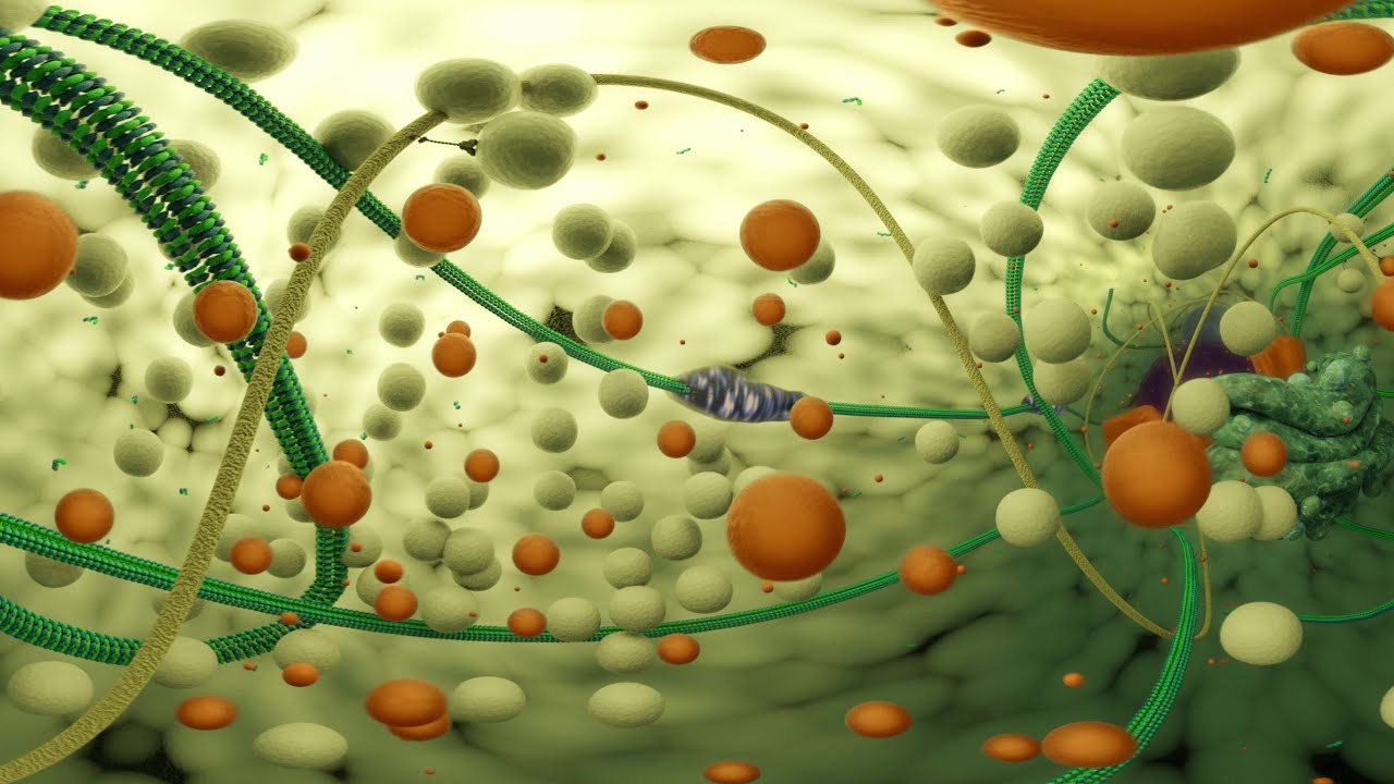 Виртуальная реальность — внутри грибковой клетки