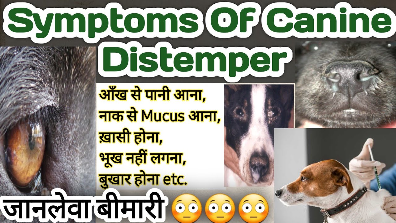 canine distemper in dogs || symptoms of canine distemper || cd in dogs || signs of canine distemper
