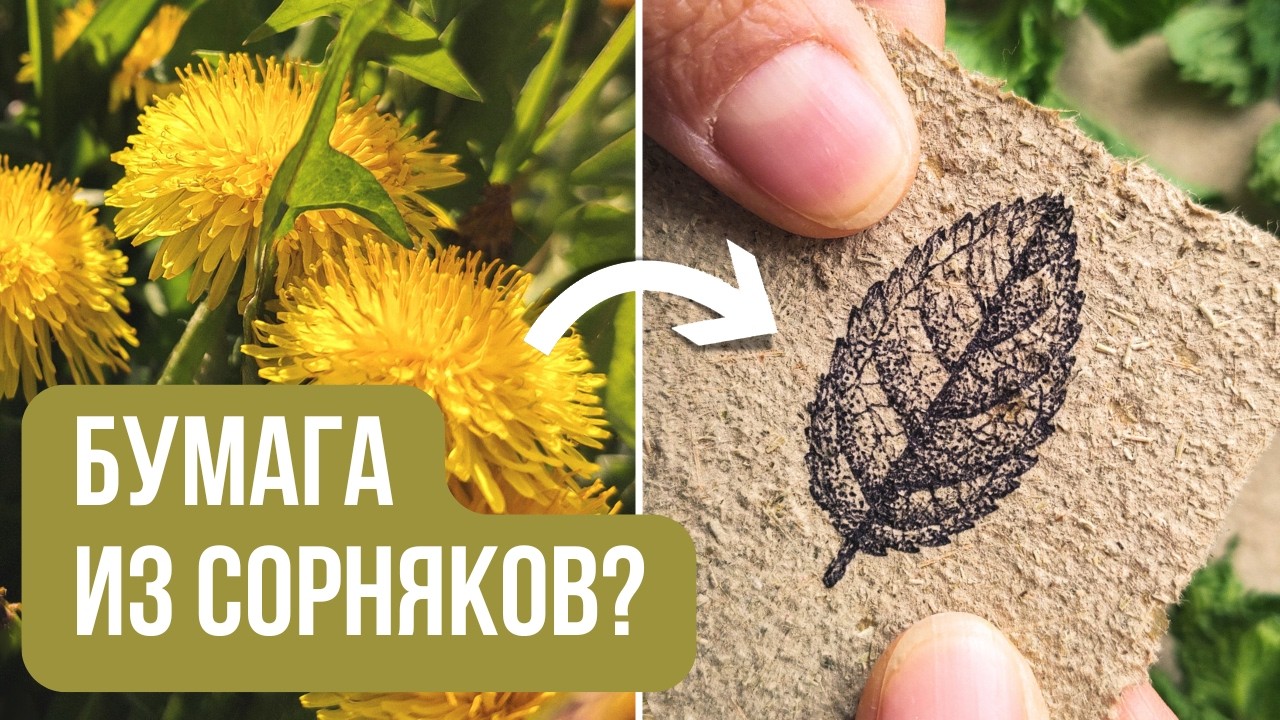 Я сделала БУМАГУ из СОРНЯКОВ 😱 Одуванчик, мята, крапива.. Какое растение дает лучшую бумагу?
