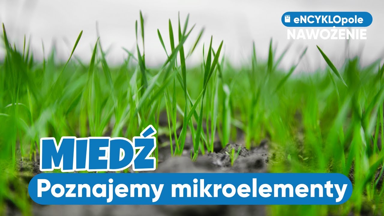 Miedź czy nie mieć? Poznajemy mikroelementy z Profesorem Potarzyckim | e-pole