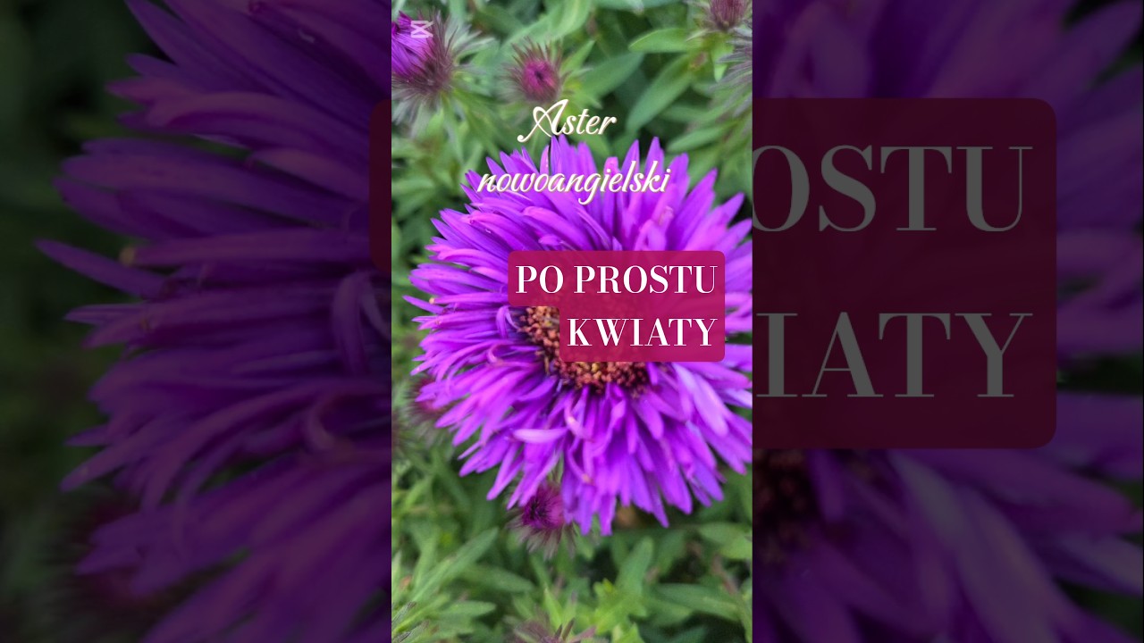 Wspomnienia ogrodowe z lata i jesieni 2025 