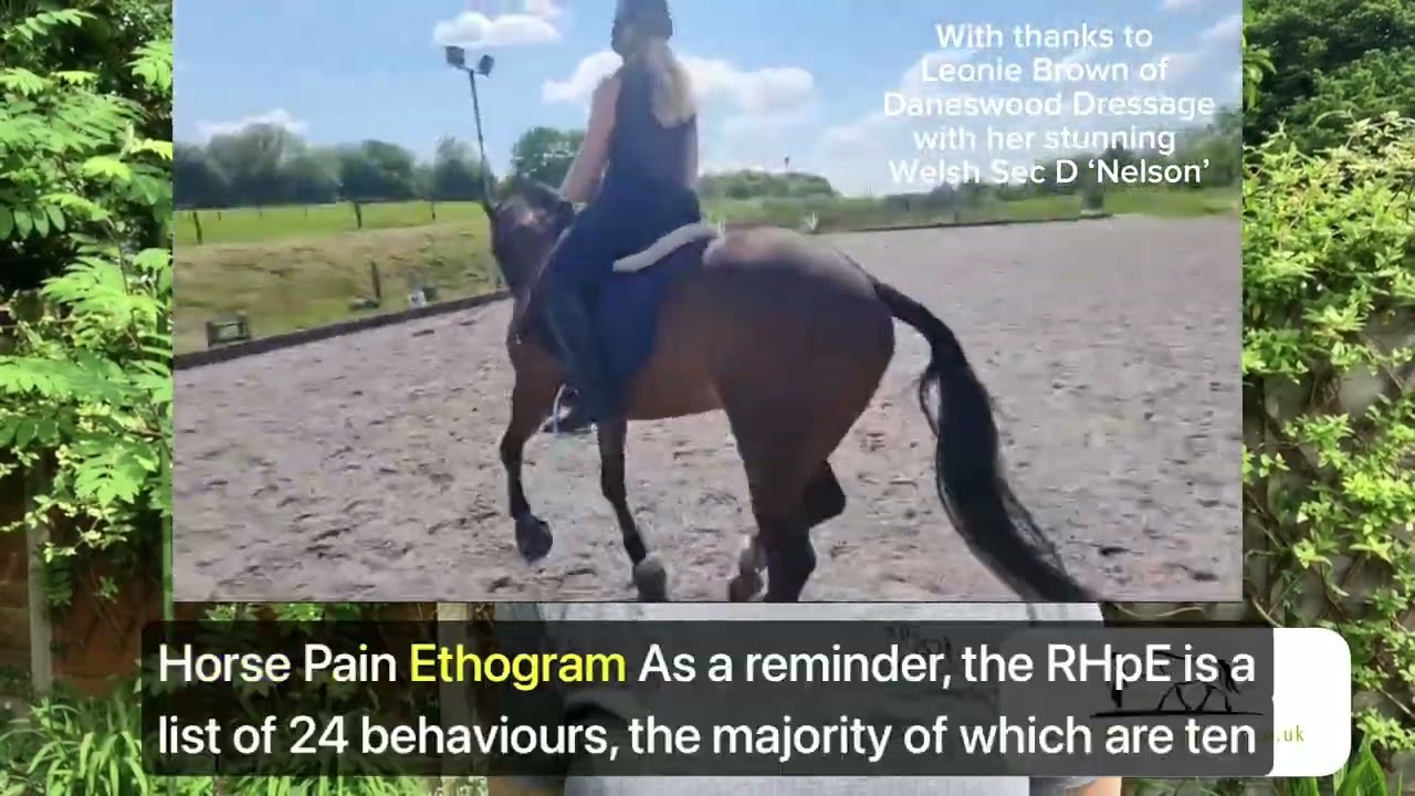 How To Use The Ridden Horse Pain Ethogram To Monitor Your Horse's Physical Wellness