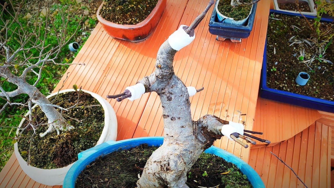 Injerto de púa en manzano bonsai. cambio de toda la ramificación