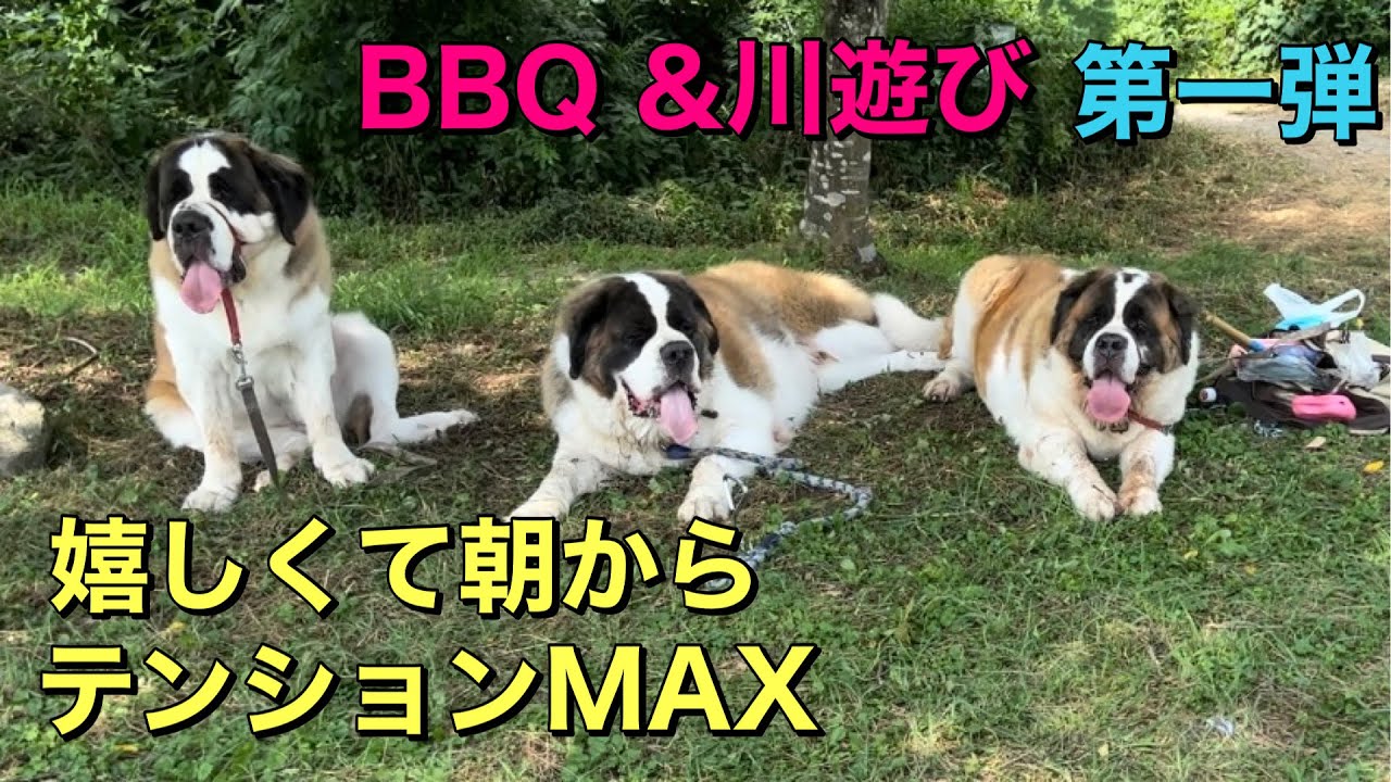 【セントバーナード第一弾】栃木県鹿沼市「出会いの森オートキャンプ場」へ行くとわかったら朝からテンションMAXの、もも・とと・らら