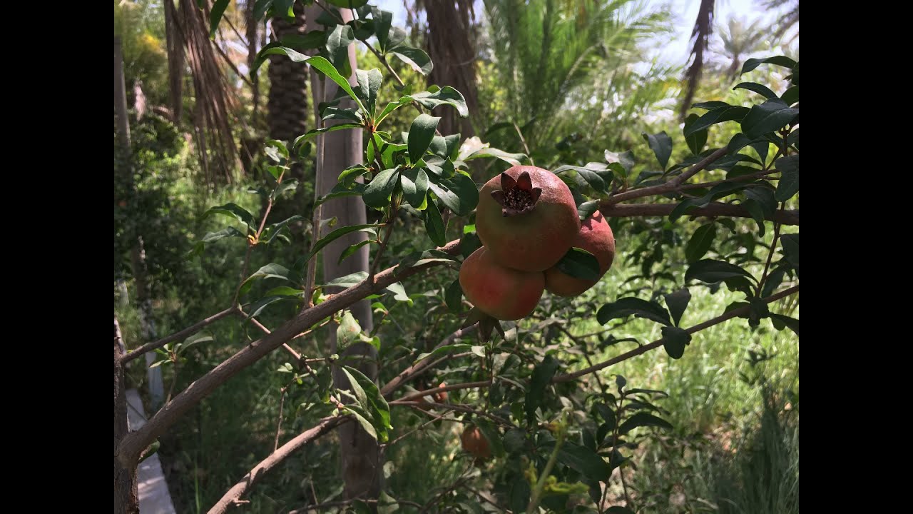 بستان جميلة ١٢٥٠م للبيع في كربلاء التفاصيل داخل الفيديوا