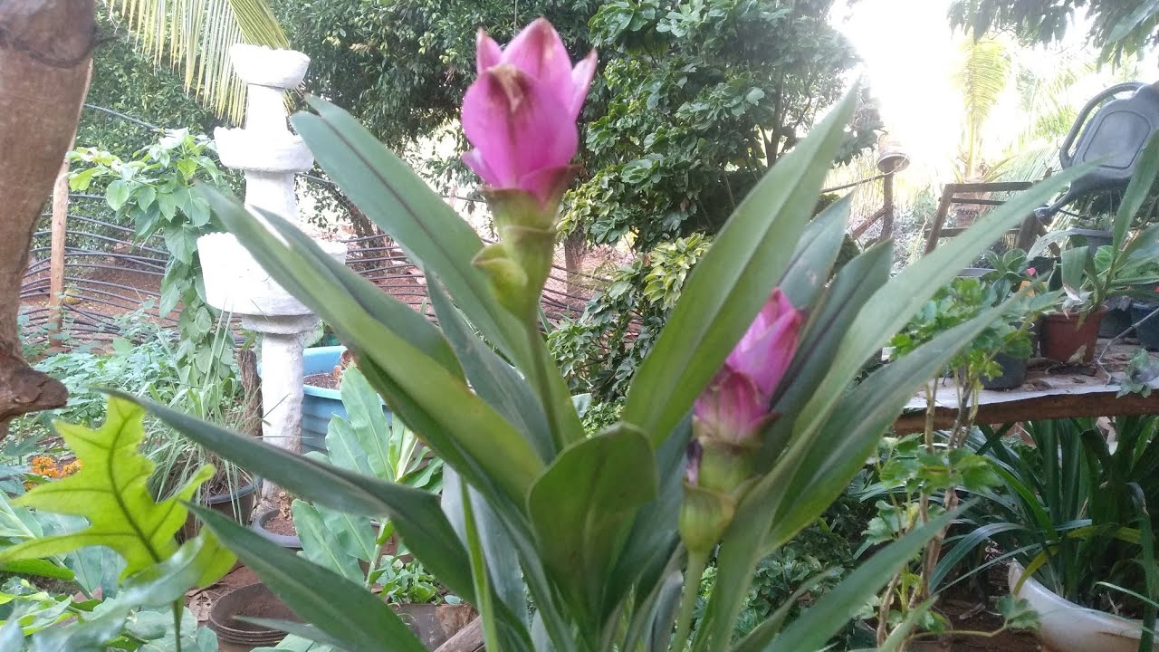Minhas Primeiras Impressões da Curcuma e Transplante